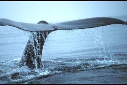 Captura de un vídeo sobre el juego 'Ballena azul'