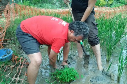 Un moment de la plantació