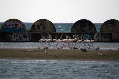 Pla general d'un grup de flamencs aturat a la costa de Cubelles el 31 d'agost de 2018.