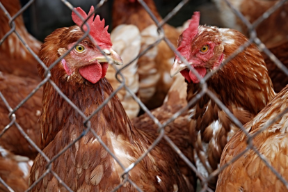 L'afectat va poder recuperar les aus, a excepció de tres gallines.