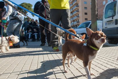 Imatge d'arxiu de diversos gossos passejant pels carrers de Reus.