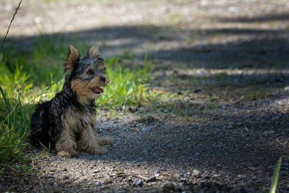 Imatge d'arxiu d'un yorkshire terrier.