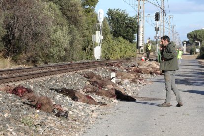 El tram de via, entre Mont-roig i Cambrils, presentava ahir aquesta imatge dantesca amb els animals morts i altres agonitzant i, a la dreta, l'amo del ramat.