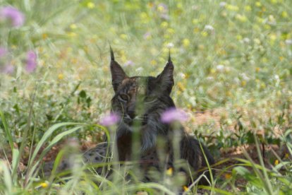 Imagen del lince ibérico detectado en el área metropolitana de Barcelona.