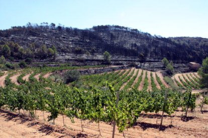 Suspesos excepcionalment els permisos col·lectius de cremes agrícoles per l'alt risc d'incendi