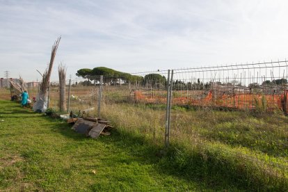 Els cultius propers a l'Estadi seran reubicats.