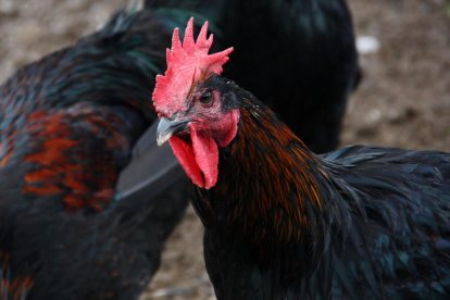 Un exemplar de gall del Penedès.