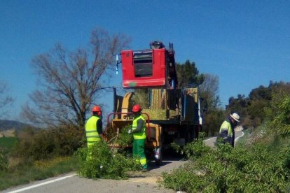 El año pasado también se podaron los arbolados de los márgenes de un total de 114 kilómetros de otras 16 carreteras de la demarcación.