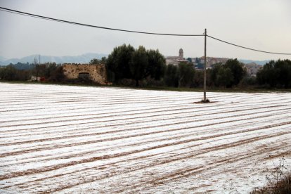 Un camp a Arnes, a la Terra Alta, nevat aquest dijous a la tarda.