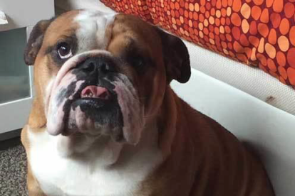 Pumba és un bulldog anglès mascle de dos anys, la seva família espera que torni a casa.