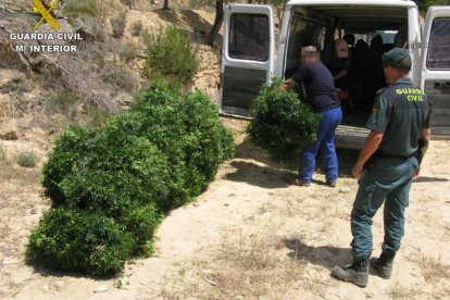 Imágenes del lentisco decomisado por la Guardia Civil.