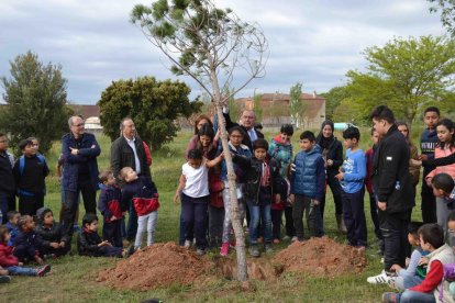 Plantació de l'arbrat.