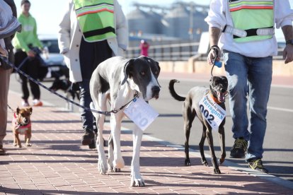 Imagen del 4º Paseo de Perros de Tarragona.