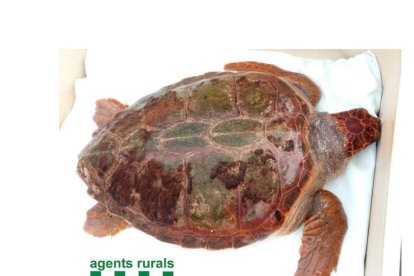 El ejemplar de la tortuga alelada pesa 38 kilos y mide