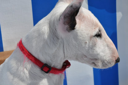 L'animal va ser traslladat a un centre veterinari, on va morir.