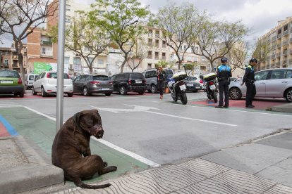 En el momento de ser detenido el hombre llevaba un perro, que llevaba el bozal, y que se ha atado en una de las señales del parking durante la intervención.