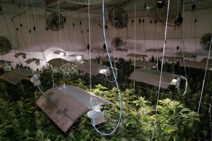 En total es van trobar 2.069 plantes de marihuana a casa de l'home, i làmpades, extractors i tot un sistema de cultiu professional en els dos domicilis.