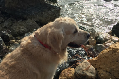 Si sabem que el nostre gos pateix ansietat durant la revetlla de Sant Joan el primer que hariem de fer és consultar al nostre veterinari.