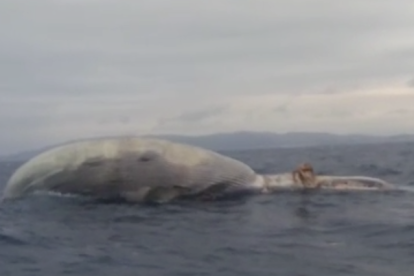 Imagen del cuerpo de la ballena, que flota a la deriva.