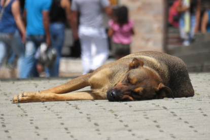 Algunes fonts del departament asseguren que es vol «donar garanties als animals recollits i als seus propietaris».