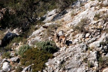 Un ejemplar de cabra salvaje en el parque natural de los Ports..