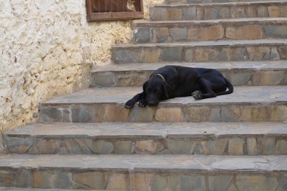 L'ordenança municipal estableix els drets i els deures dels propietaris d'animals de companyia.