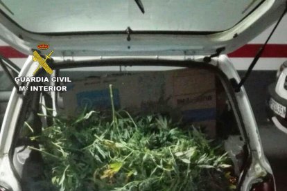 A l'interior del vehicle hi havia fins a 330 plantes de marihuana.