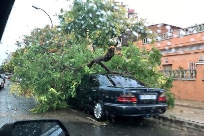 El vent ha provocat caigudes d'arbres i danys en mobiliari i vehicles a Reus.