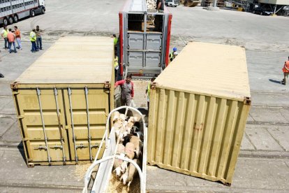 Imatge d'arxiu d'una càrrega de bestiar viu al Port de Tarragona.