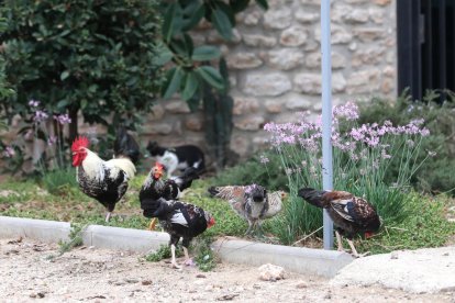 Un grup de galls que viuen en el solar que conté l'immoble de la Torre Forta.