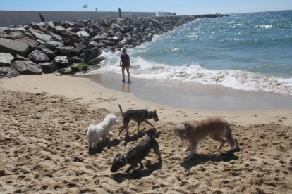 Tarragona segueix esperant la nova ordenança de mascotes.