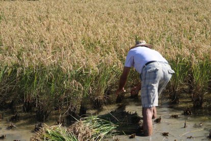 Un segador segant de la manera tradicional durant la Festa de la Sega a Deltebre. Imatge del 17 de setembre de 2017