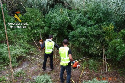 imagen de la plantación encontrada camuflada en el parque