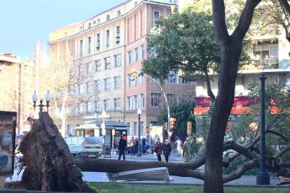 Un árbol ha caído en la Rambla Nova.