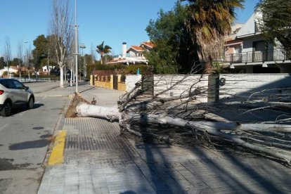 Un arbre caigut a La Móra.