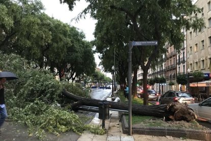 Una dels arbres que ha caigut a la rambla Nova de Tarragona a causa de la tempesta.