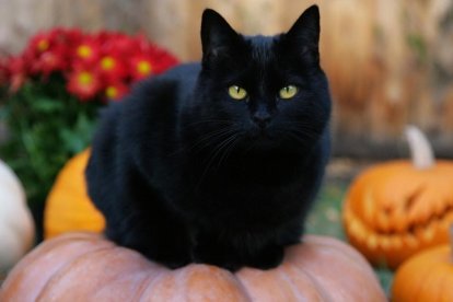 Un gat negre durant els dies de Halloween.