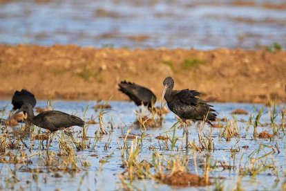 Ocells del Delta de l'Ebre.