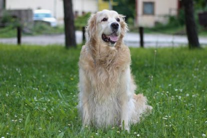 Imatge d'arxiu d'un gos de la raça Golden Retriever.