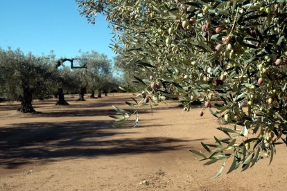 Pla general d'un camp d'oliveres de la comarca del Montsià. Imatge del 25 d'octubre de 2017