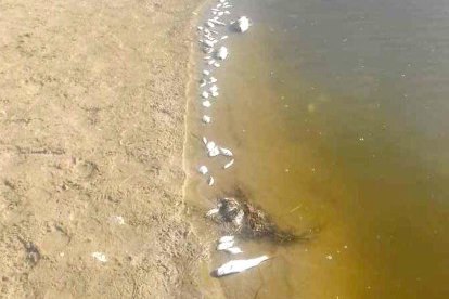 La pujada de temperatura de l'aigua i la falta d'oxigen en una zona on l'aigua s'estanca serien les causants de la mort dels peixos