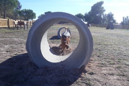 El parc caní està equipat amb un circuit d'agility on els gossos poden entrenar o jugar.