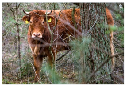 La vaca Hernien va aconseguir salvar-se abans de morir.