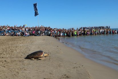 Pla obert de l'alliberament d'una de les tortugues, que avança cap al mar davant l'expectació del públic, a Sant Carles de la Ràpita. Imatge del 29 d'octubre de 2017