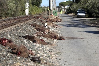 L'accident va provocar una setantena d'animals morts.