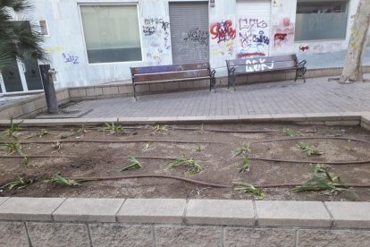 Les jardineres s'han quedat sense flors i sense plantes després de l'acció dels vàndals.