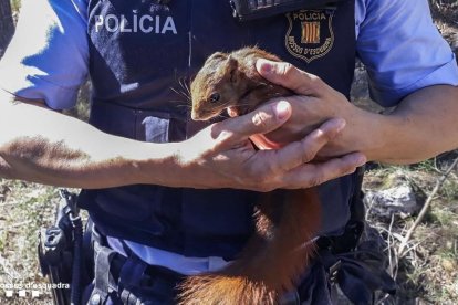 Imagen de la ardilla herida recuperada en la C-12.