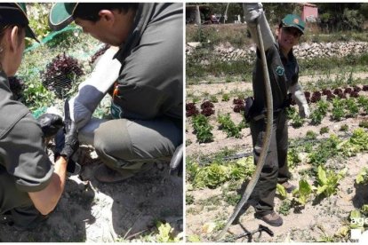 Los Agentes Rurales han liberado el reptil después de comprobar que no estaba herido.