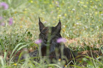 Imagen del lince que ha estta capturado en Barcelona.