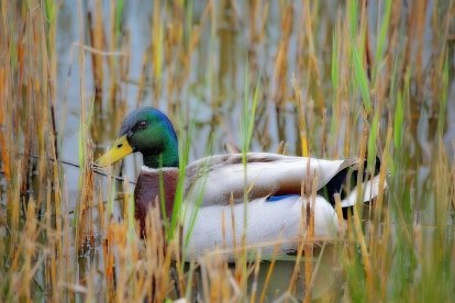 Pato de cuello verde que puede verse por la zona de Els Muntanyans.